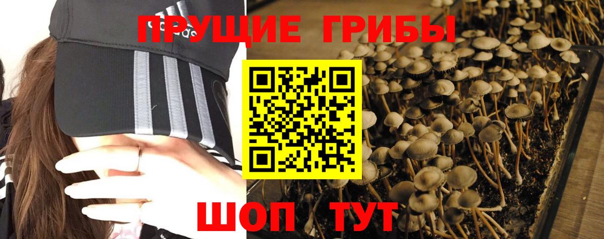 Галлюциногенные грибы Psilocybine cubensis  Вход с VPN  Ливны 